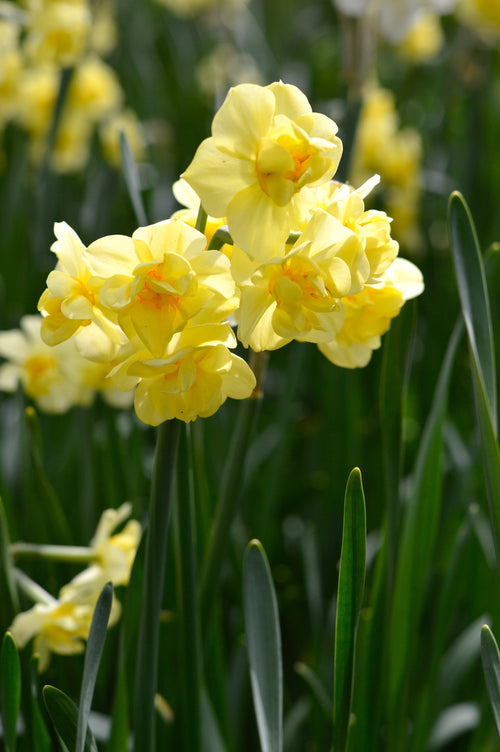 Narcyz Wielokwiatowy 'Yellow Cheerfulness'