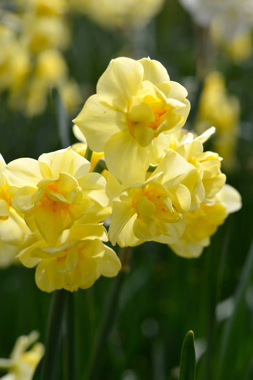 NARCYZ PEŁNY YELLOW CHEERFULNESS
