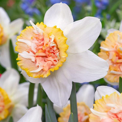 Cebulki Kwiatowe Premium Narcyz Petit Four