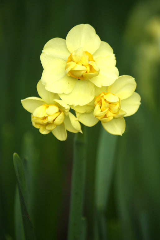 Narcyz (Narcissus) 'Yellow Cheerfulness'