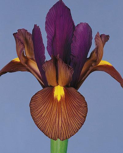 Irys Holenderski Eye of The Tiger (Iris hollandica)