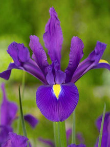 Irys Holenderski Purple Sensation