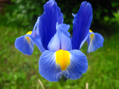 Irys Holenderski 'Blue Star' | Cebulki kwiatowe