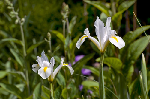 Irys Holenderski White Excelsior