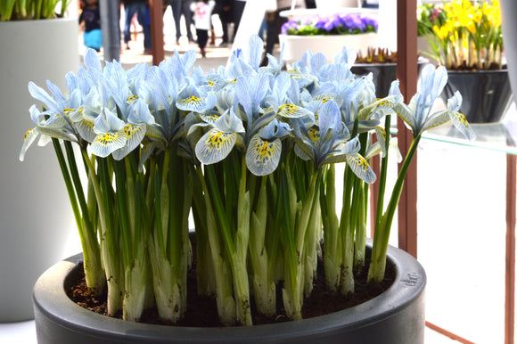 Iris Reticulata - Kosaciec Katharine Hodgkin