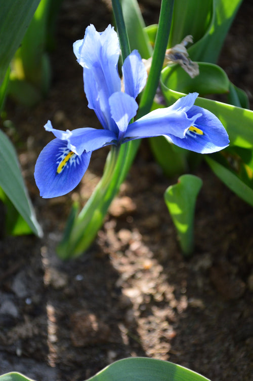 Iris reticulata Cantab - Kosaciec żyłkowany Cantab Cebulki