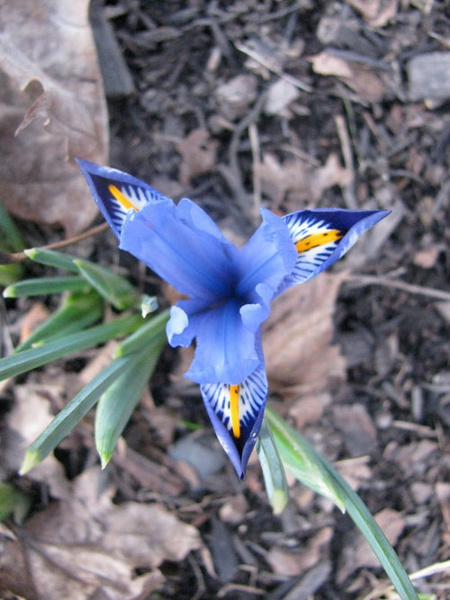 Iris reticulata Cantab - Kosaciec żyłkowany Cantab z Holandii