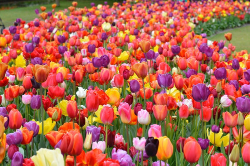 Mieszane 100 różnych tulipanów