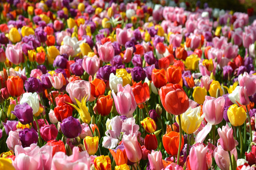 Eternal Spring Tulip Mix, ponad 100 różnych cebulek tulipanów