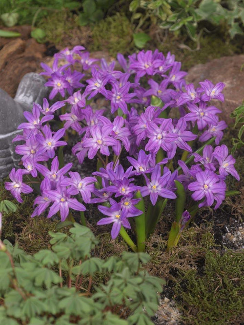 Śnieżnik Lśniący Violet Beauty