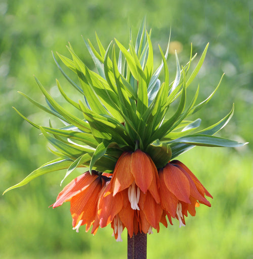 Cebulki Fritillaria Szachownica Korona Cesarska Rubra