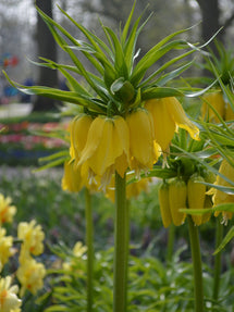 Szachownica cesarska Lutea Maxima