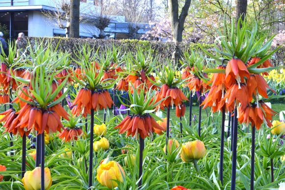 Cesarska korona 'Maxima Rubra' (Fritillaria imperialis)