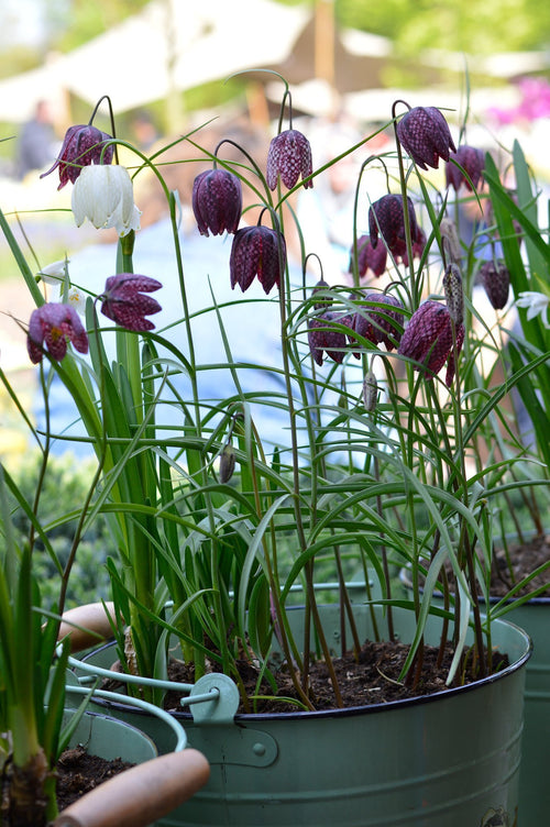 Szachownica kostkowata (Fritillaria meleagris) Cebulki