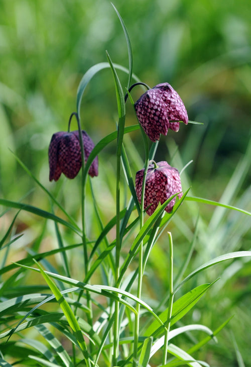 FRITILLARIA SZACHOWNICA KOSTKOWATA