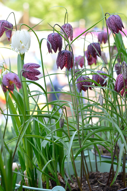 Fritillaria Meleagris - Szachownica Kostkowata