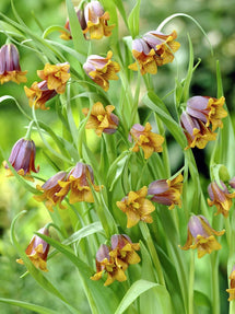 Szachownica Lisia (Fritillaria uva-vulpis)