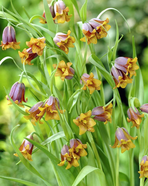 Szachownica Lisia (Fritillaria uva-vulpis)