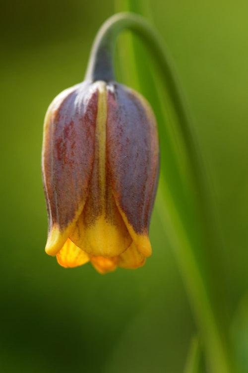 Fritillaria uva-vulpis - szachownica lisia