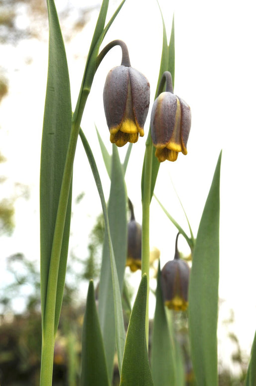 Fritillaria Uva-Vulpis Cebulki kwiatowe