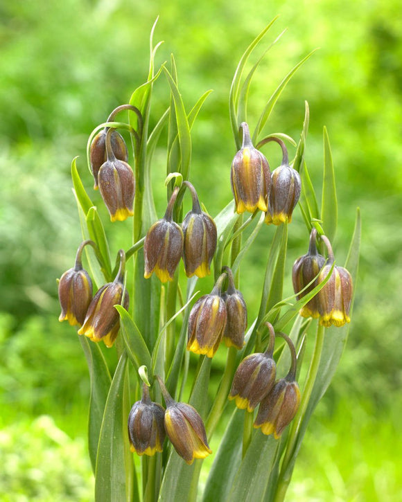 Fritillaria Uva-Vulpis Cebulki kwiatowe