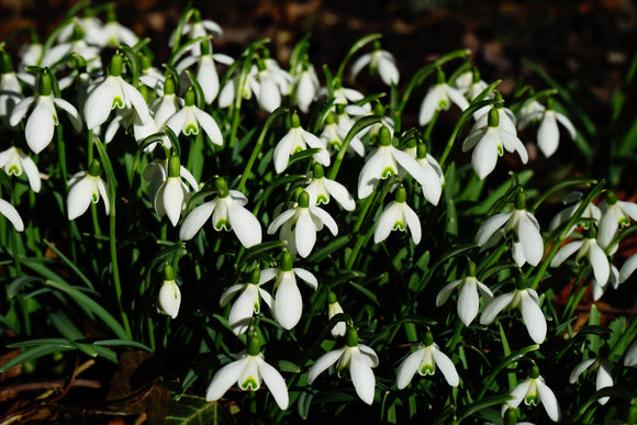 Galanthus Elwesii bulbs Snowdrops UK shipping