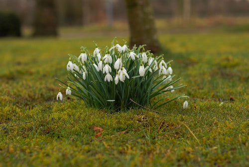 Galanthus Snowdrops