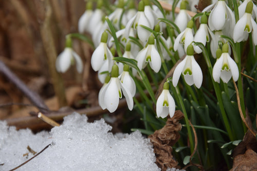 Galanthus Elwesii