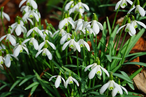 Galanthus Elwesii Bulbs