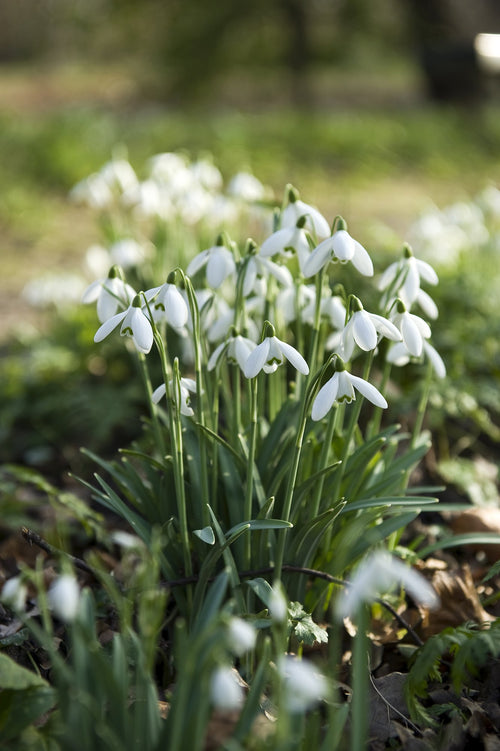 Galanthus Elwesii - Nivalis Snowdrops