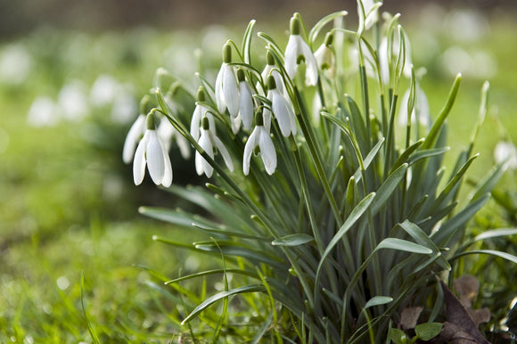 Snowdrops - Galanthus Early Blooming Bulbs