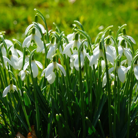 Śnieżyczka (Przebiśnieg) Snowdrops