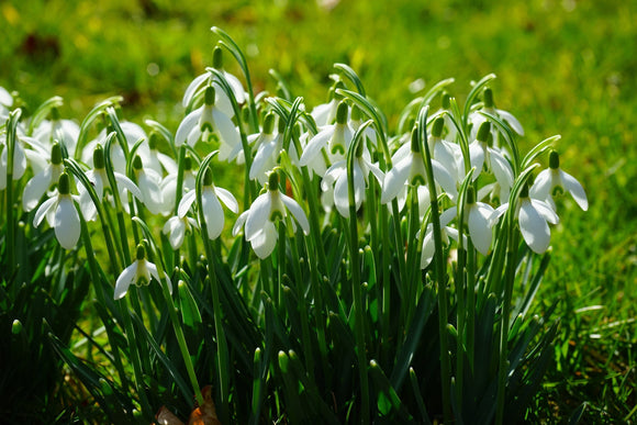 Snowdrops