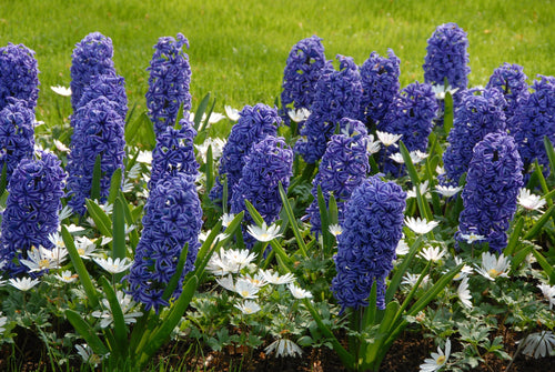 Hyacinths Blue Jacket Cebulki Kwiatowe Polska