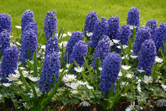 Hyacinths Blue Jacket Cebulki Kwiatowe Polska