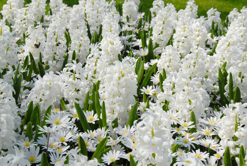 Białe hiacynty Cebulki kwiatowe Carnegie do sadzenia jesiennego