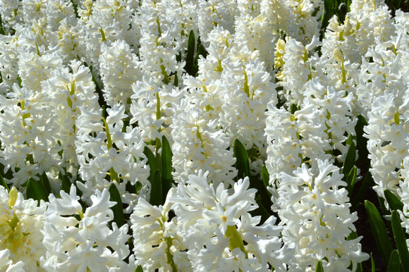 Hiacynty Carnegie Białe Cebulki Kwiatowe