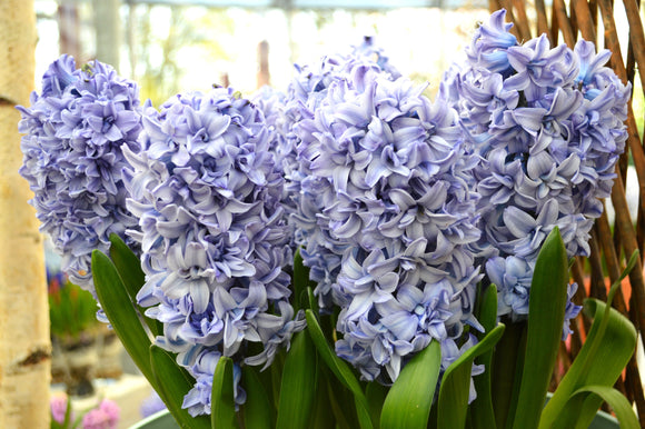 Zamów najwyższej wielkości cebulki kwiatowe Hiacyntów Blue Tango z DutchGrown™