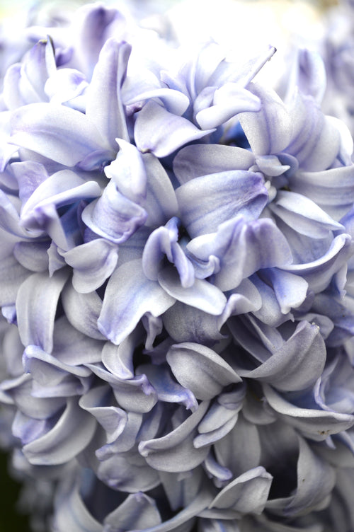 cebulki kwiatowe Hiacyntów Blue Tango