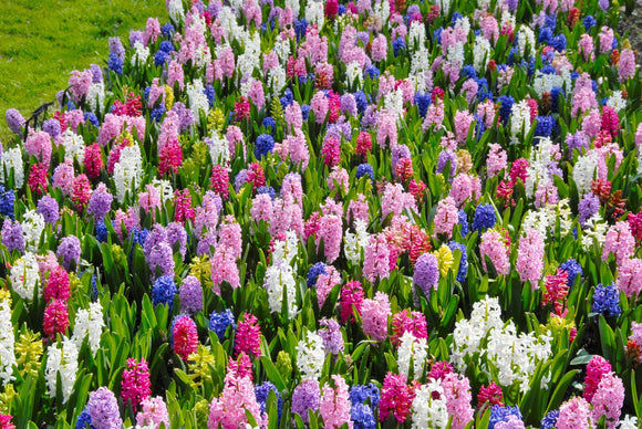 Hiacynt Cebulki kwiatowe mieszane kolory