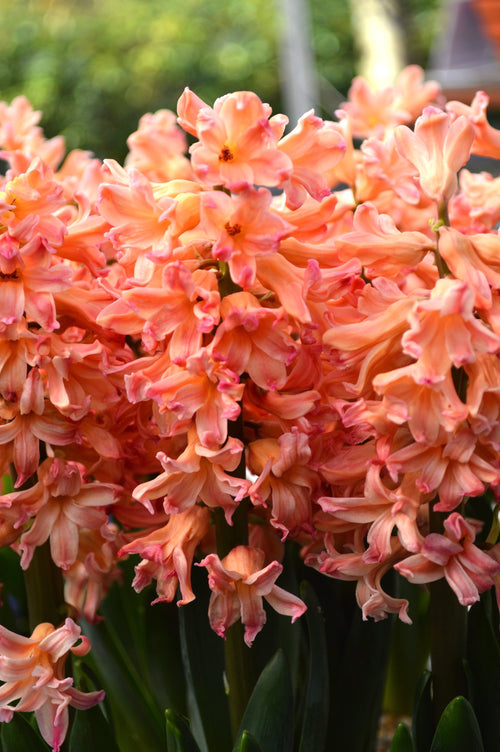 Cebulki kwiatowe Gipsy Queen Hiacynt Łosoś