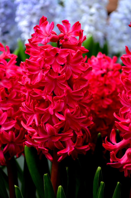 Cebulki kwiatowe czerwone hiacynty