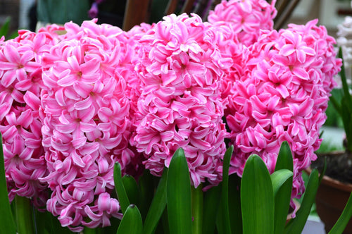 cebulki kwiatowe Hiacynt Pink Pearl