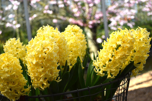 Cebulki kwiatowe żółtej królowej hiacyntów