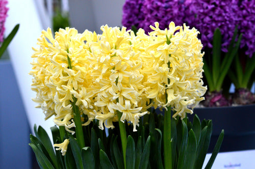 Cebulki kwiatowe żółtego hiacyntu - Cebule hiacyntowe z Holandii