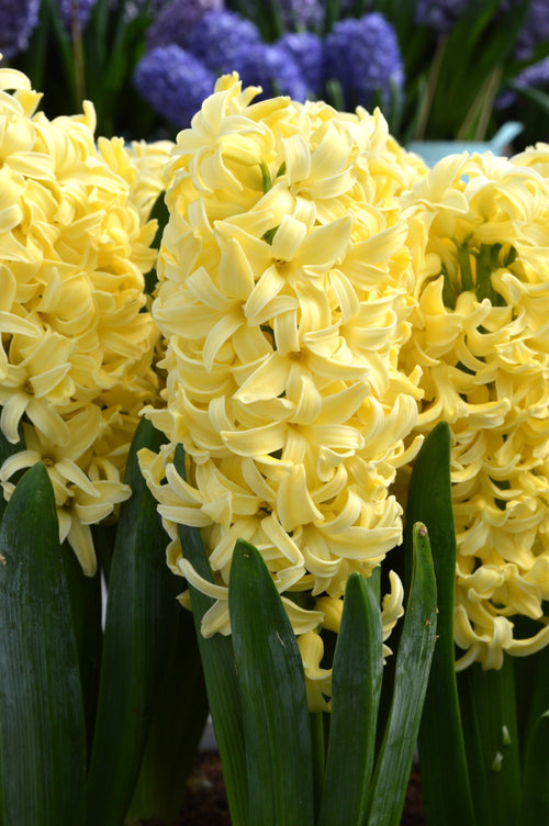 Hyacinth Yellow Queen Cebulki Kwiatowe dostawa Polska