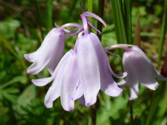 Hiacyntowiec Hiszpański Różowy (Dainty Maid Pink)