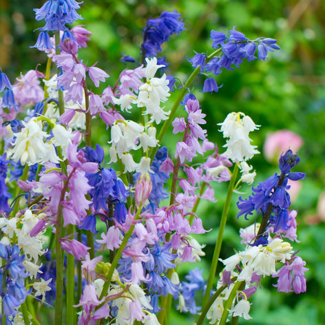 Hiacyntowiec Hiszpański Hiacyntowiec hiszpański, mix kolorów