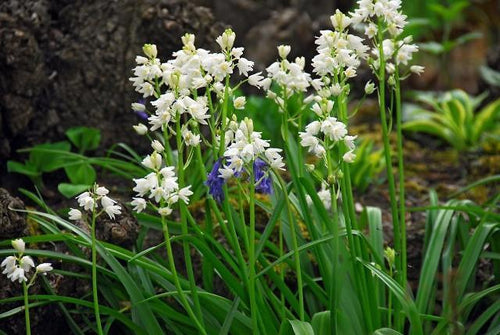Hiacynt hiszpański - Scilla - Hiacyntowiec hiszpański biały