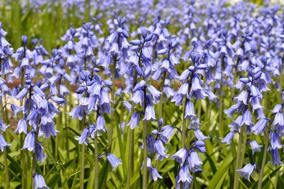 Hiacyntowiec hiszpański Excelsior Blue